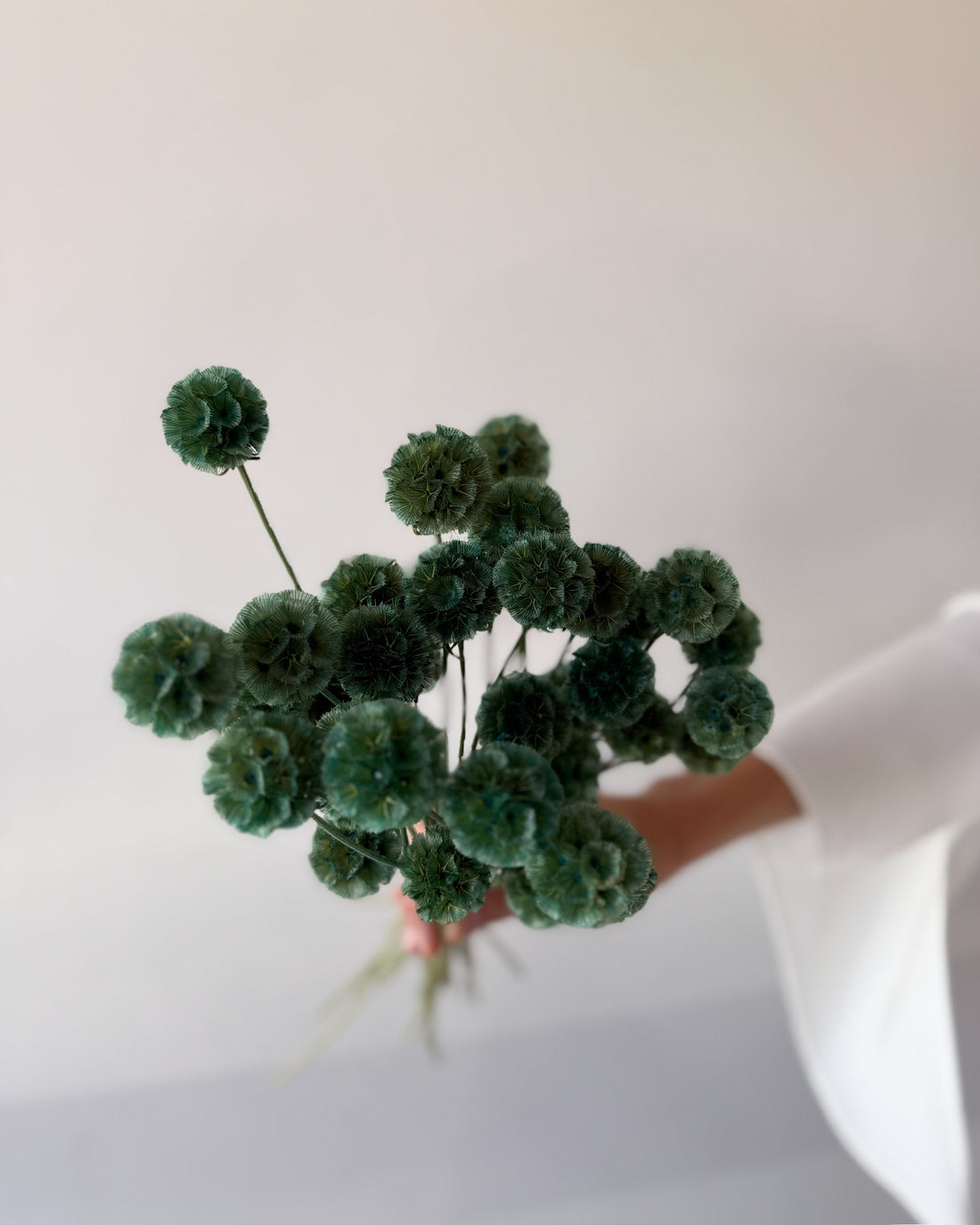 PRESERVED SCABIOSA | FOREST GREEN