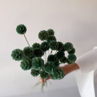 PRESERVED SCABIOSA | FOREST GREEN