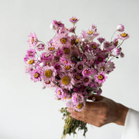 Blossom dried daisies by The Palmier, detail view