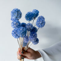 PRESERVED SCABIOSA | SKY BLUE