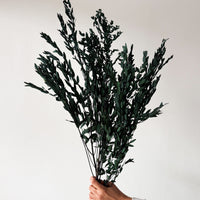 PRESERVED SMALL-LEAF GUM | DEEP SEA GREEN