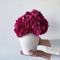 LUNA PRESERVED HYDRANGEA ARRANGEMENT IN WHITE HERAMA POT | FUSCHIA LARGE-LEAF