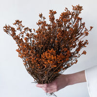 DRIED SCHOLTZIA | BURNT ORANGE