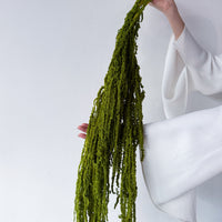 PRESERVED AMARANTHUS | OLIVE GREEN
