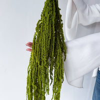 PRESERVED AMARANTHUS | OLIVE GREEN