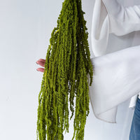PRESERVED AMARANTHUS | OLIVE GREEN