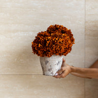 PRESERVED HYDRANGEA STEM I BURNT ORANGE I LARGE-LEAF