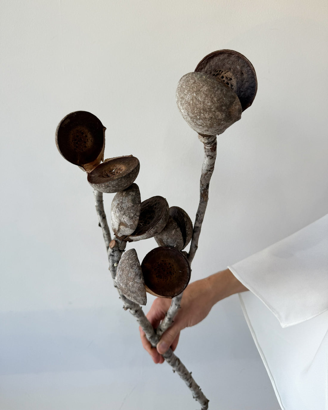 DRIED PODS