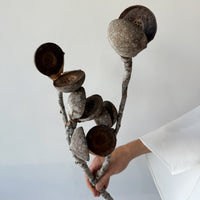 DRIED PODS
