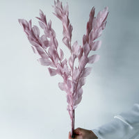 ISRAEILI RUSCUS | LILAC