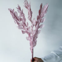 ISRAEILI RUSCUS | SOFT PINK