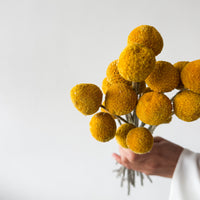 DRIED BILLY BUTTONS | NATURAL YELLOW