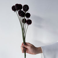 PRESERVED SCABIOSA | DEEP PURPLE