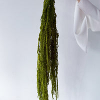 PRESERVED AMARANTHUS | OLIVE GREEN