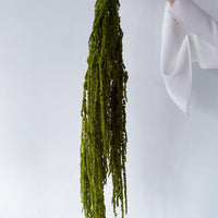 PRESERVED AMARANTHUS | OLIVE GREEN