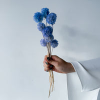 PRESERVED SCABIOSA | SKY BLUE