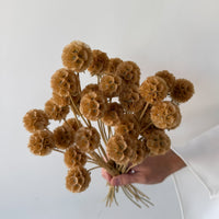 PRESERVED SCABIOSA | NATURAL