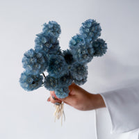 PRESERVED SCABIOSA | GREY BLUE