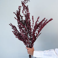PRESERVED SMALL-LEAF GUM | MARONE