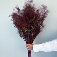 PRESERVED SMOKEBUSH