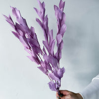ISRAEILI RUSCUS | LAVENDER