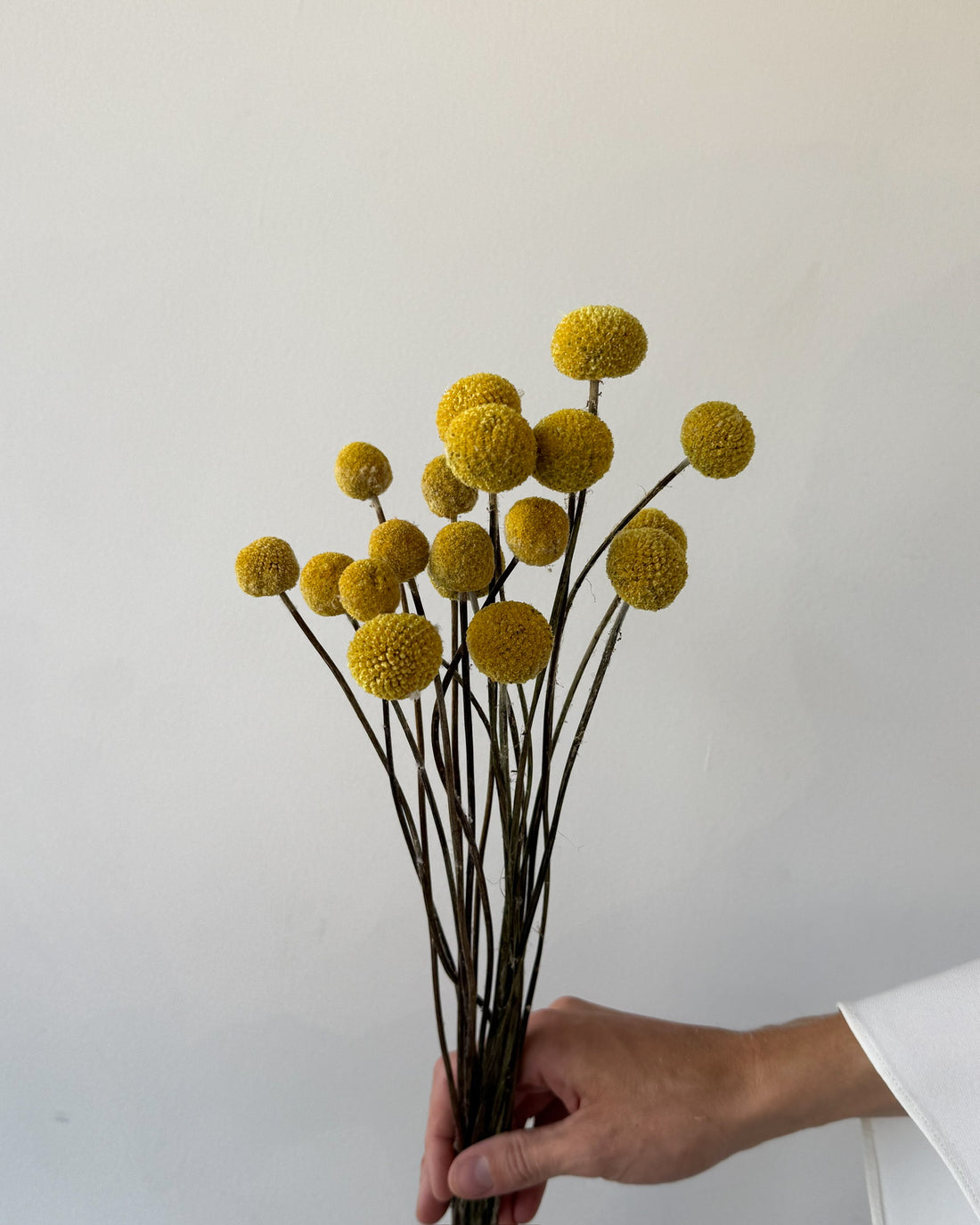 DRIED BILLY BUTTONS | NATURAL YELLOW