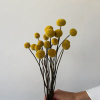 DRIED BILLY BUTTONS | NATURAL YELLOW