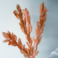ISRAEILI RUSCUS | CORAL