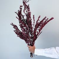 PRESERVED SMALL-LEAF GUM | MARONE