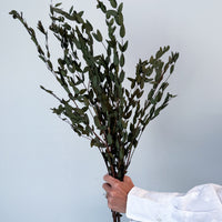 PRESERVED SMALL-LEAF GUM | OLIVE GREEN