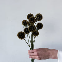 PRESERVED SCABIOSA | OLIVE GREEN