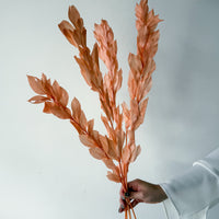 ISRAEILI RUSCUS | CORAL