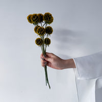 PRESERVED SCABIOSA | AUTUMN