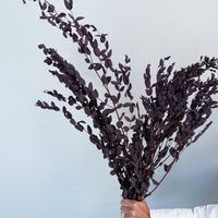 PRESERVED SMALL-LEAF GUM | DEEP PLUM