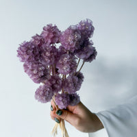 PRESERVED SCABIOSA | LILAC