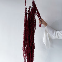 PRESERVED AMARANTHUS | WINE RED