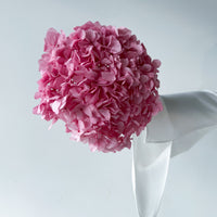 PRESERVED HYDRANGEA STEM I ROSE-PINK I LARGE-LEAF