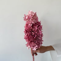 PRESERVED HYDRANGEA PANICULATA STEM I LIGHT OMBRE PINK