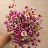 DRIED DAISIES BOUQUET | BLOSSOM