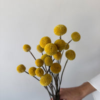 DRIED BILLY BUTTONS | NATURAL YELLOW