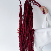 PRESERVED AMARANTHUS | WINE RED