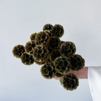 PRESERVED SCABIOSA | OLIVE GREEN