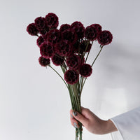 PRESERVED SCABIOSA | DEEP ROSE PINK
