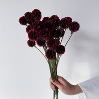 PRESERVED SCABIOSA | DEEP ROSE PINK