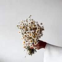 DRIED DAISIES