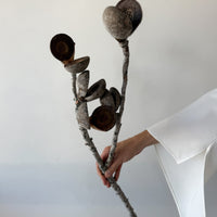 DRIED PODS