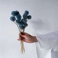 PRESERVED SCABIOSA | GREY BLUE