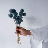 PRESERVED SCABIOSA | GREY BLUE