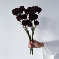PRESERVED SCABIOSA | DEEP PURPLE