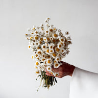 DRIED DAISIES